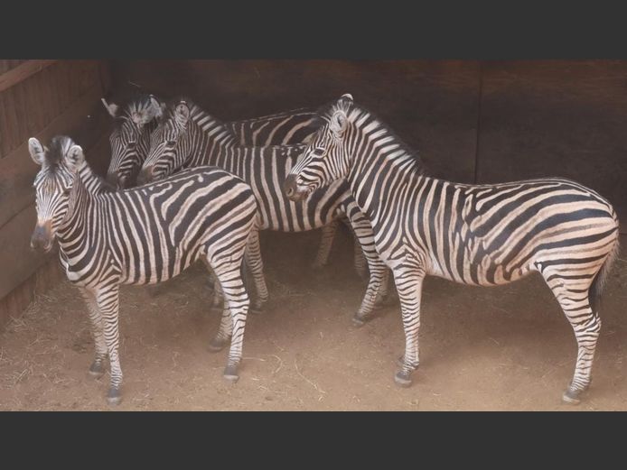 ZEBRA