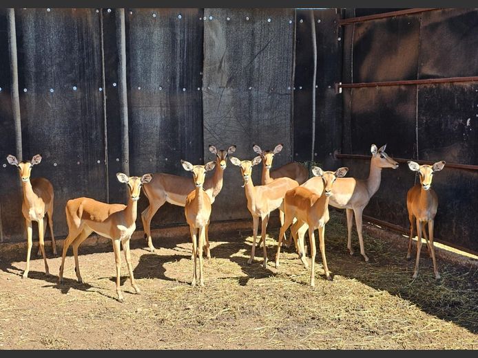 IMPALA 23 ½” | HS BODEMER