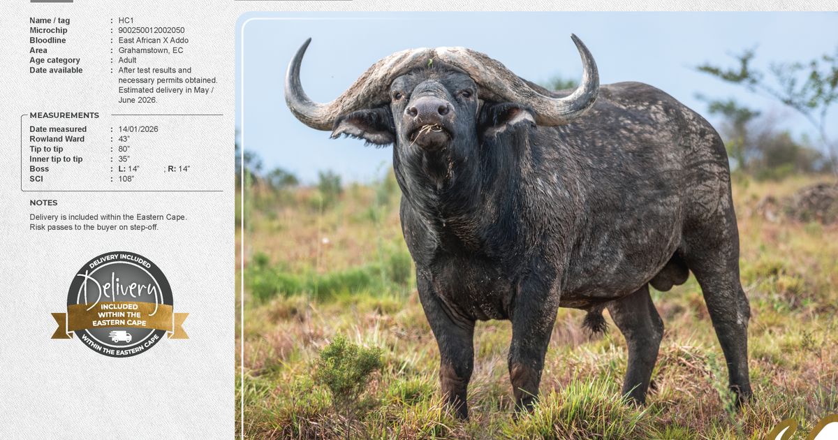 Lot 7 | WOODY CAPE WILDLIFE AUCTION | SwiftVEE | South Africa’s Leading ...