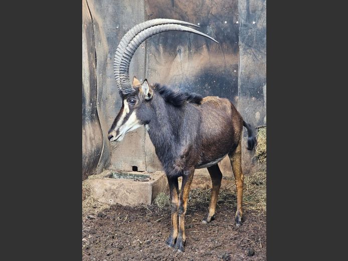 SABLE 42" | SABLE HILL SAFASRIS