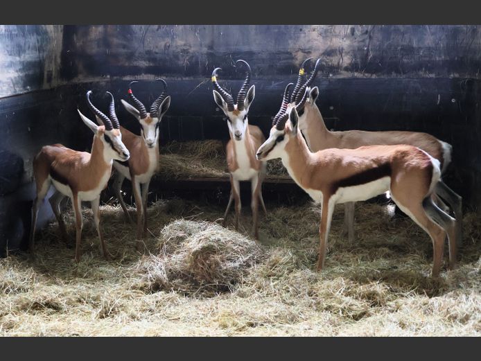 KALAHARI SPRINGBOK | ZIONSHEUVEL TRUST