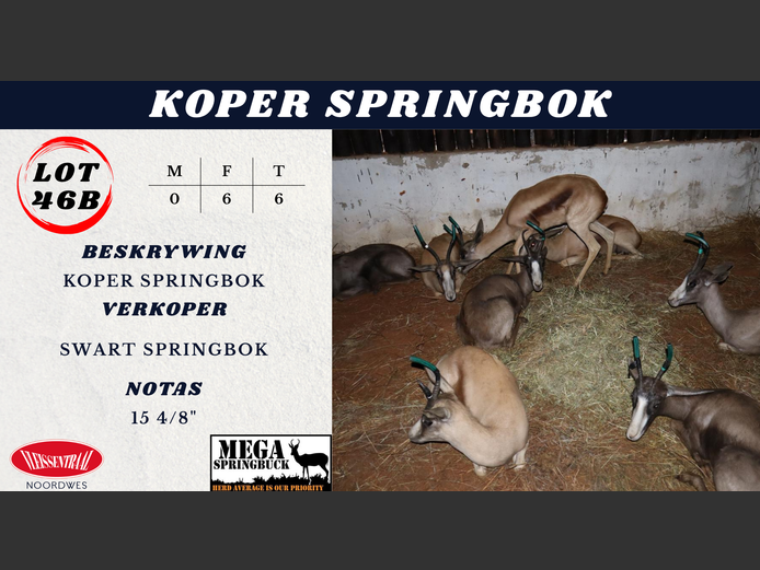 KOPER SPRINGBOK
