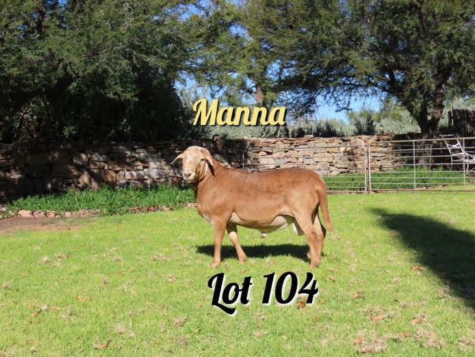 3.537 | Manna