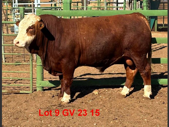 GV2315 | VOIGTLAND SIMMENTALER