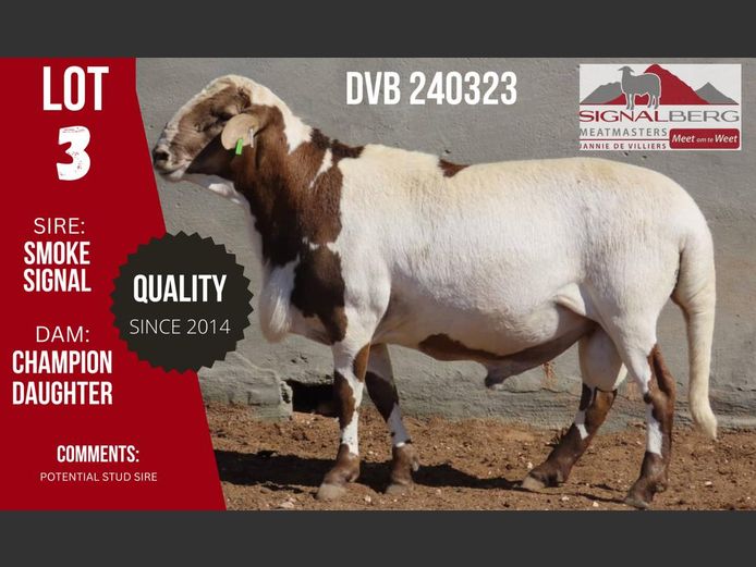 DVB 240323 | SIGNALBERG MEATMASTERS