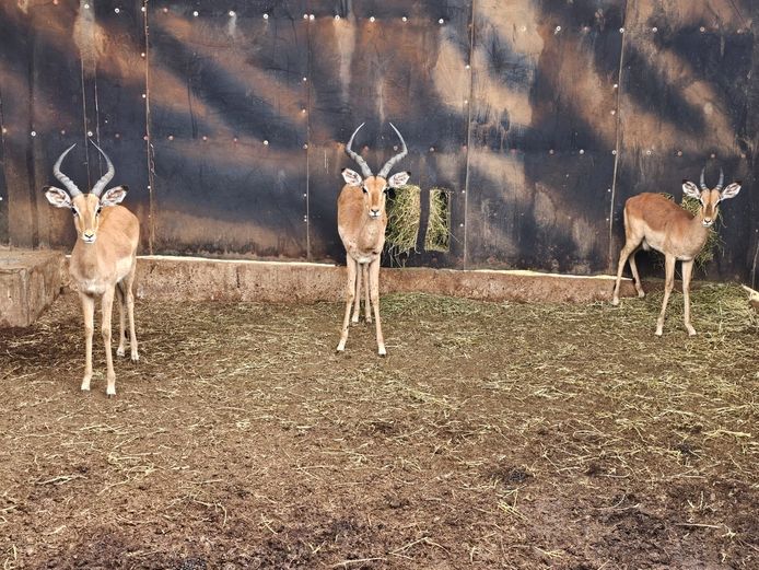 IMPALA | CHAZAKAMATS