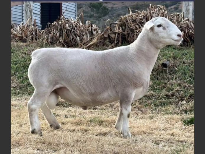 Ram | GJ Lötter