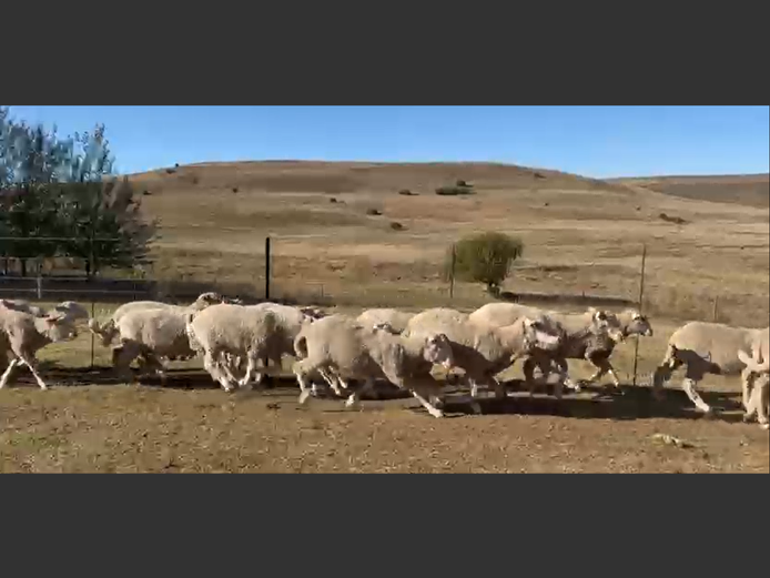 Sheep