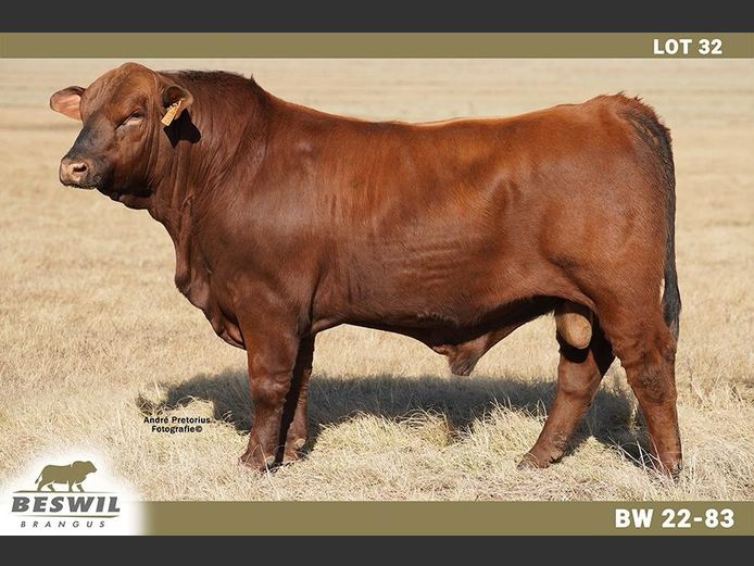 BW2283 | FRANCOIS JACOBUS SCHOLTZ