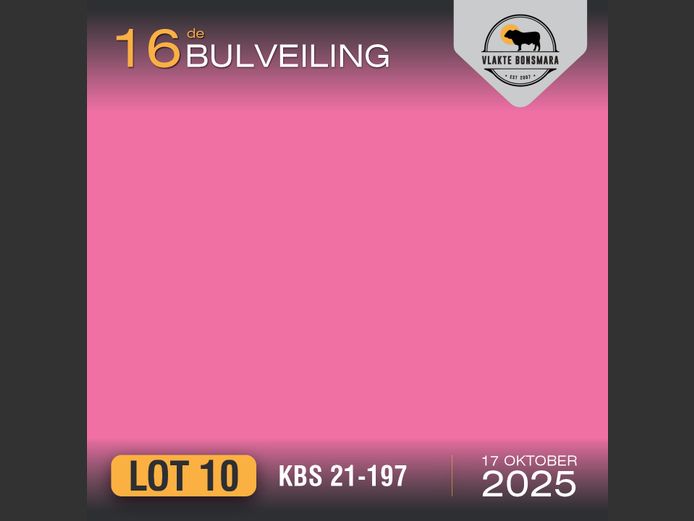 KBS 210197 | KAMEELDORING BONSMARA