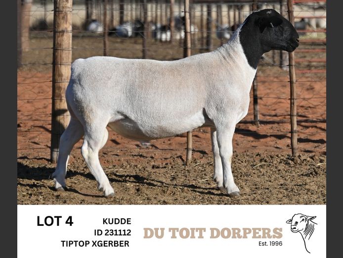 231112 | DU TOIT DORPERS