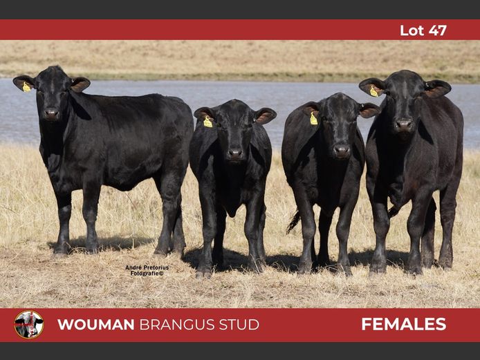 W2355 | WOUMAN BRANGUS