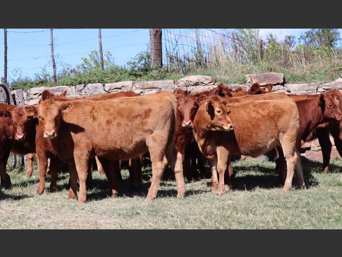 Weaners | P. Brown