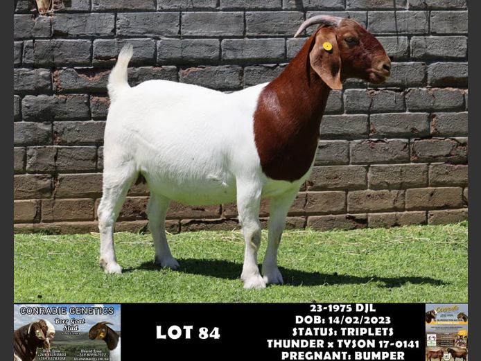 23-1975 DJL | DIRK LOUW