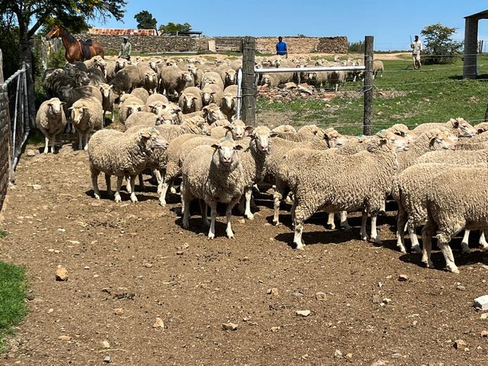 Ewes | JP Hobson & Sons