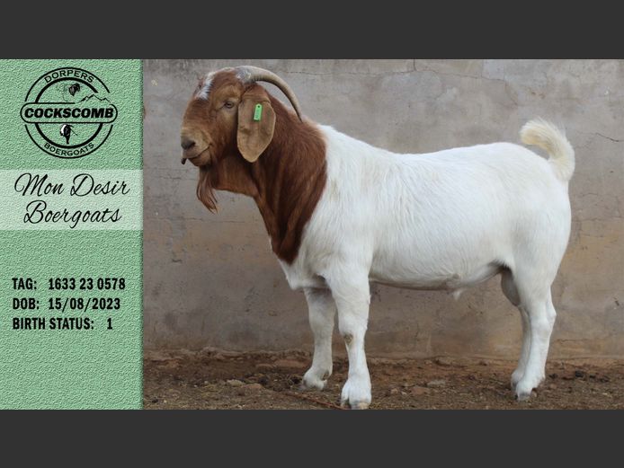 1633 23 0578 | Mon Desir Boergoats