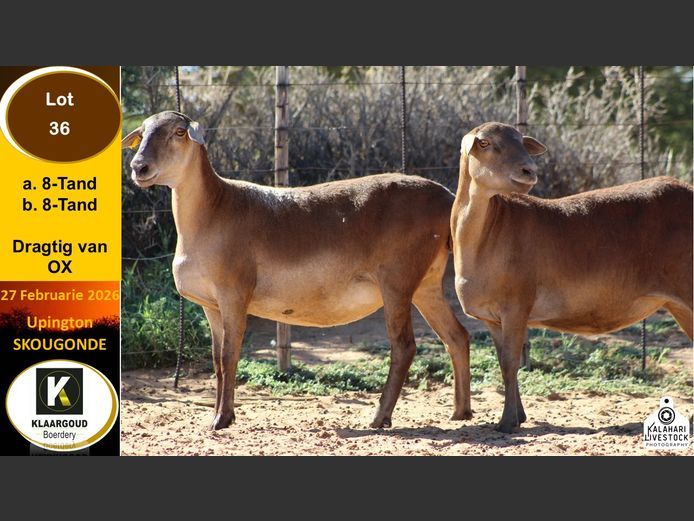 CP 36A | Chris Potgieter & Christia Scholtz - Klaargoud Boerdery