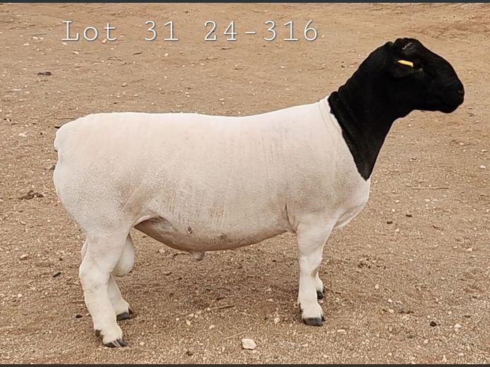24 316 | Ray van den Berg