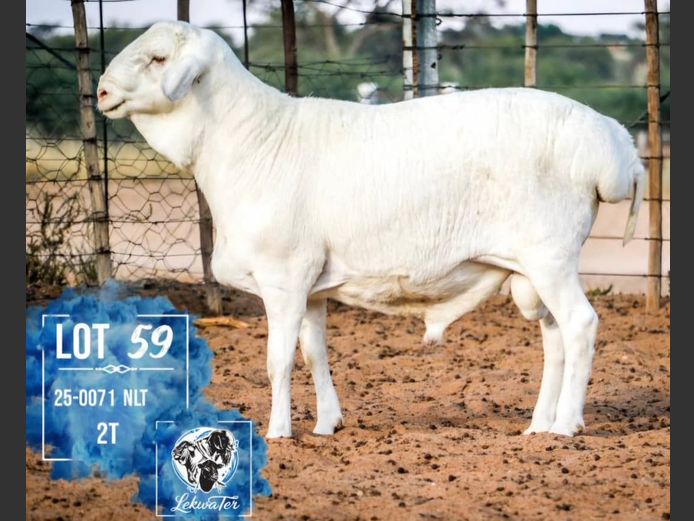25-0071 NLT | LEKWATER