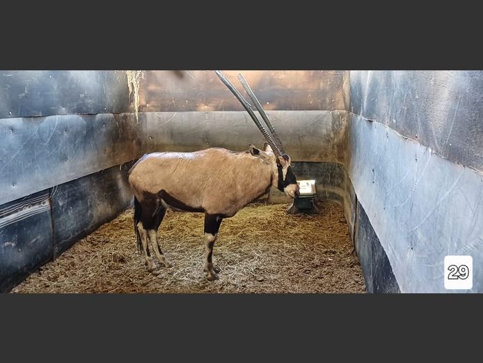 GEWONE GEMSBOK | AL BADENHORST