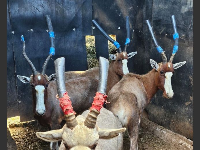 BRUIN BLESBOK | LITTLE HUT