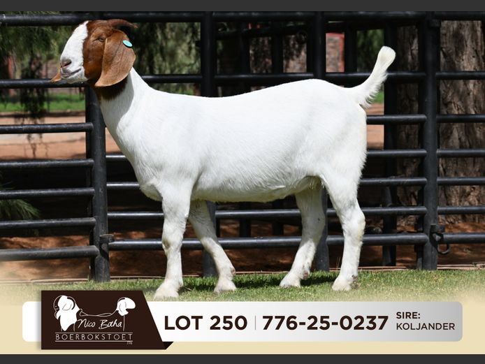776-25-0237 | Nico Botha Boerbokstoet