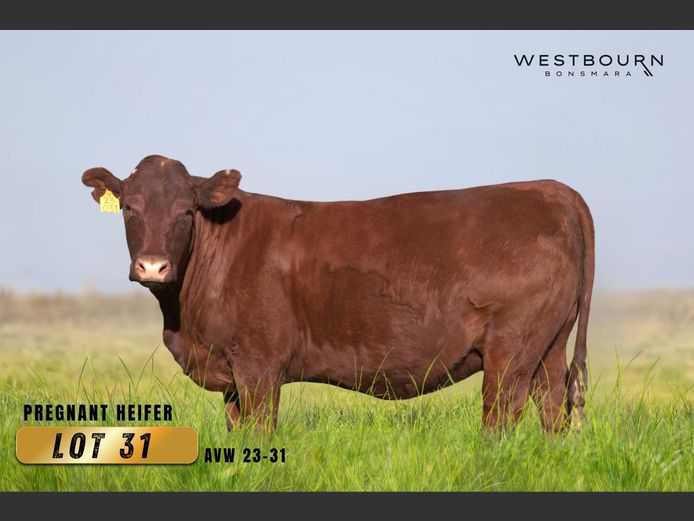 AVW230031 | WESTBOURN BONSMARAS