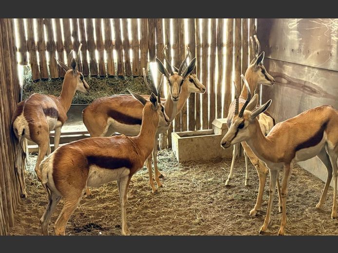 Kalahari Springbok Ooie