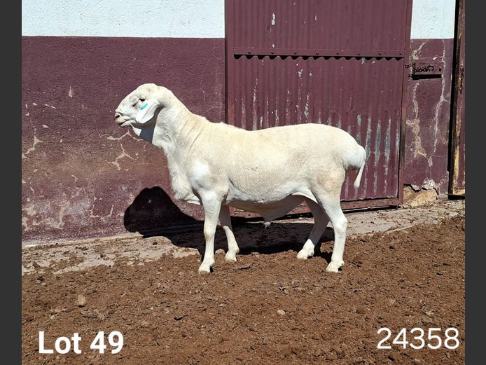 24358 | KASTEEL VAN ROOY RAMME