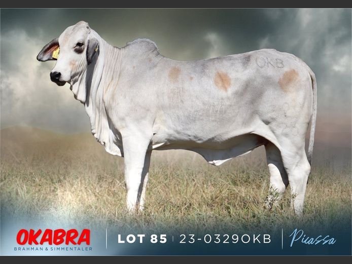 23-0329 OKB | OKABRA BRAHMAN