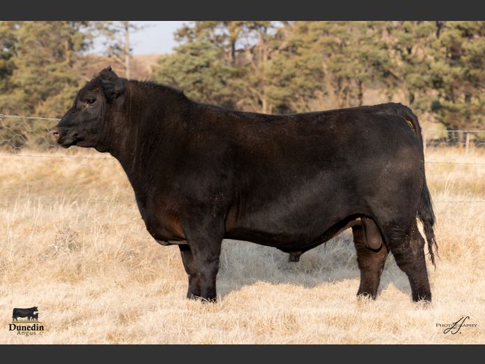 KCM 230047 | TABLE HILL FARMING PTY LTD