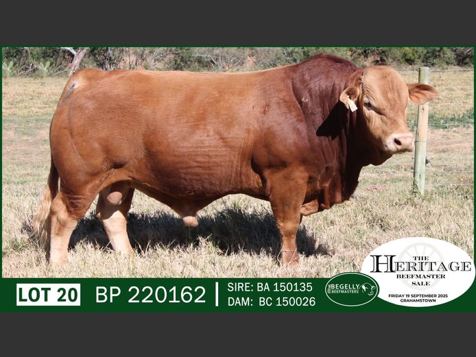 BP220162 | BEGELLY BEEFMASTERS