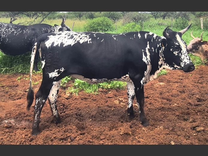 BN 230810 | BOTHMA NGUNIS