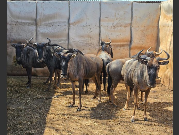 BLOUWILDEBEES | IMPISI SAFARIS