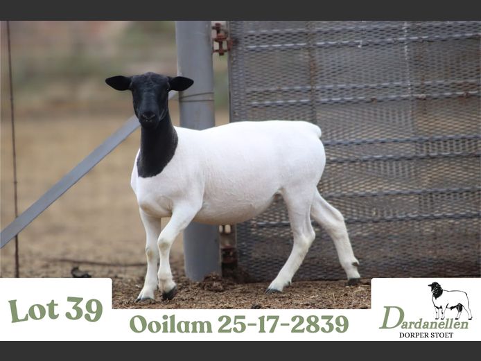 2517 | DARDANELLEN DORPERS