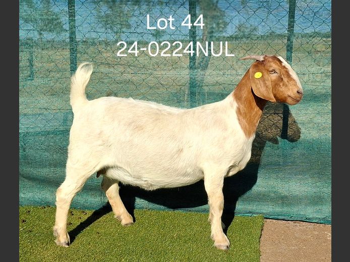 24-0224NUL | NICOLE ULRICH & EGBERT HOFF