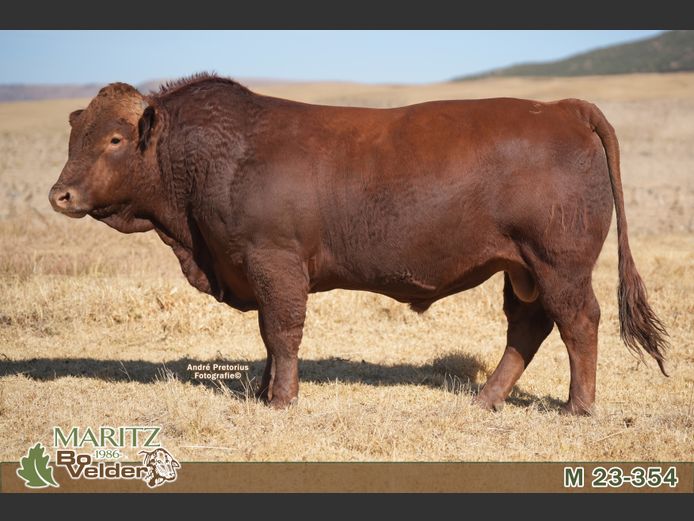 M230354 | Maritz Bovelders