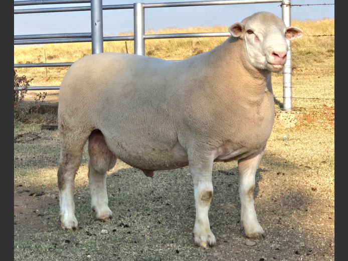 MK240008 | M. KLOPPER