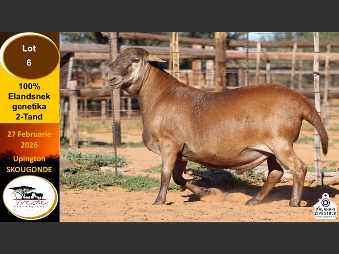 PS 85B | Peter & Christia Scholtz - Vrede Meatmasters