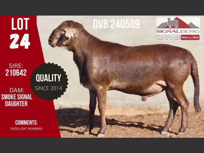 DVB 240589 | SIGNALBERG MEATMASTERS