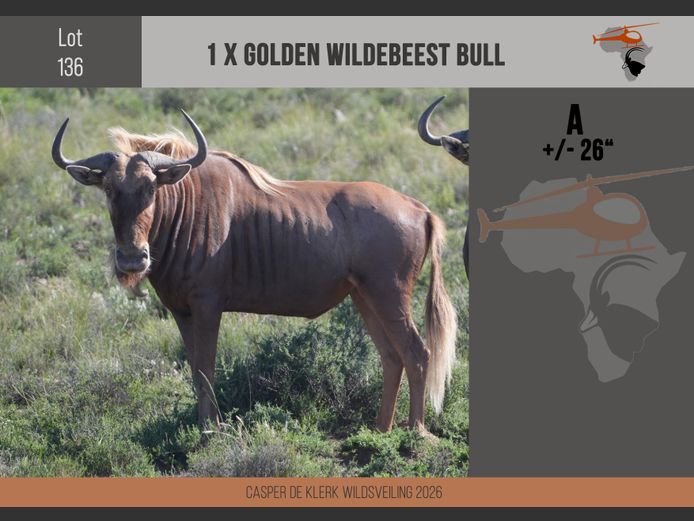 Golden Wildebeest (+- 26")