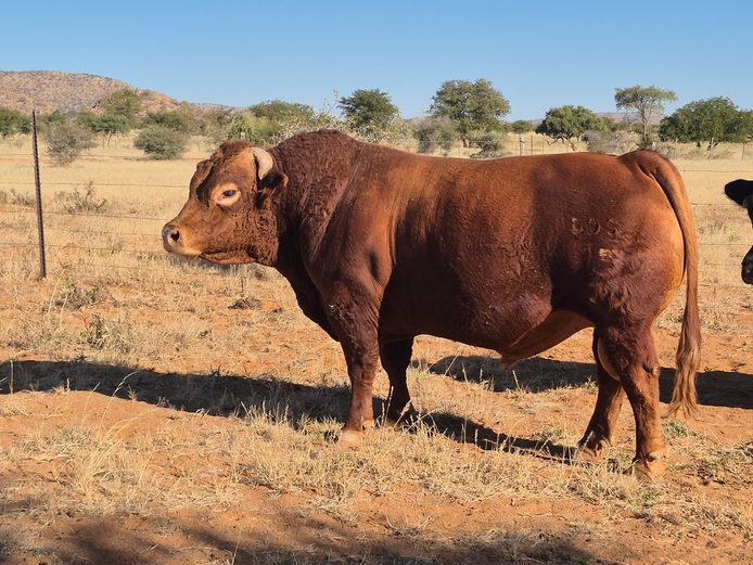 22-0015DDS | DANÉ DEXTER STUD