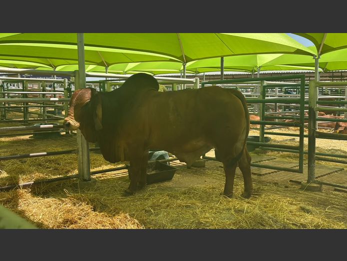 17-0394WG | TJIRI RED BRAHMAN 