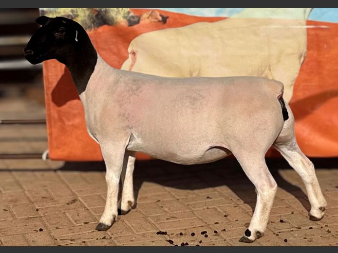 251092 | Martin Compion