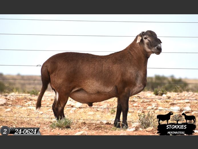 HWH24-0624 | Stokkies Meatmasters