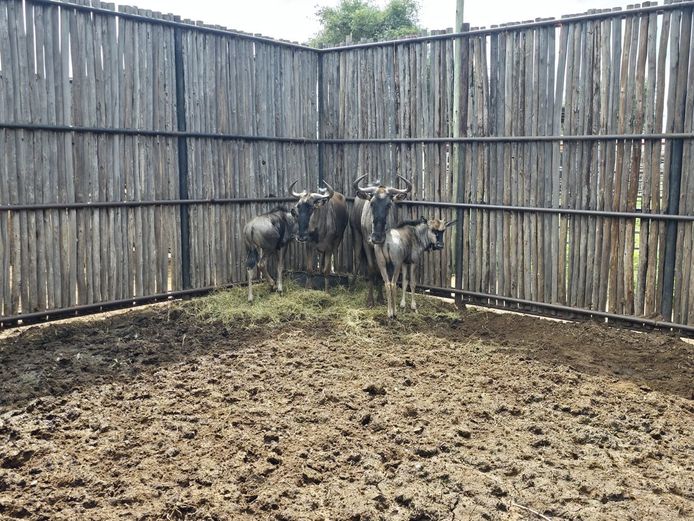 BLOUWILDEBEES | HANLEY