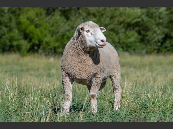 MS 240082 | J.L. DU RANDT