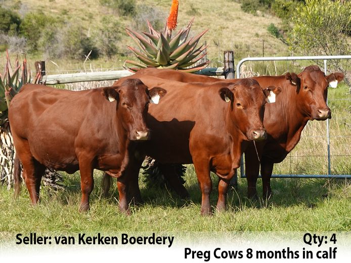 Commercial Animals | van Kerken Boerdery