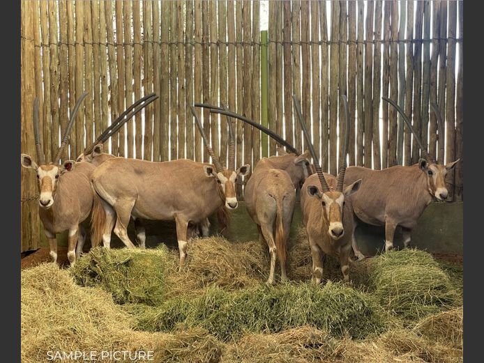 GOLDEN ORYX | DU PREEZ WILD