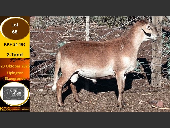 KKH 24.160 | Tommy Bissett - Klein Kalahari Meatmasters